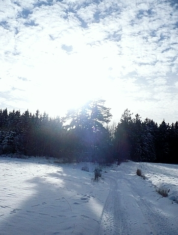 Cesta k lesu.