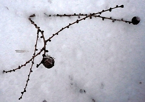 Drobeček.